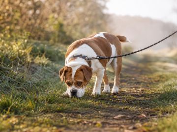 Beabull on a leash sniffing along a grassy path in morning light