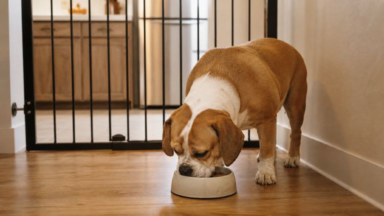 a Beabull eating from a bowl in a quiet corner, gated off from the kitchen