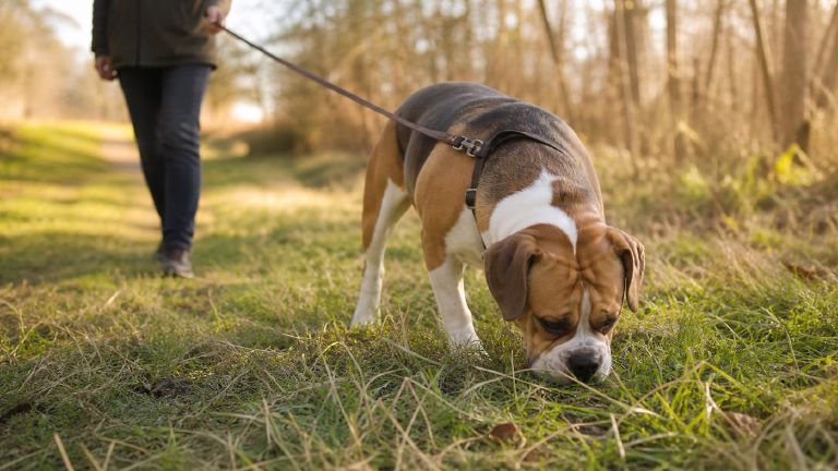 Beabull nosing through grass on a long leash during a sniff walk